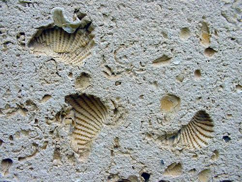 Shell imprints in limestone block, Travis county courthouse, Austin Texas