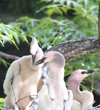 Anhingas babies after feeding