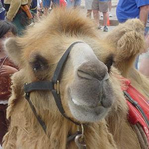 Camel on Alamo ground
