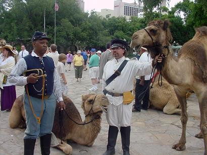 Camels and Camel Corps reenactors