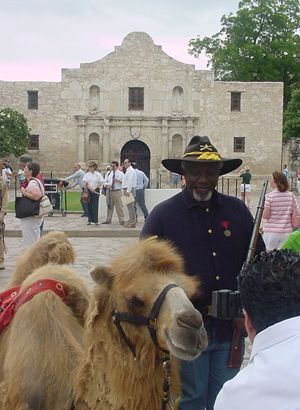 Alamo, camel and  Buffalo soldier reenactors