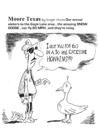 Snow goose in Texas