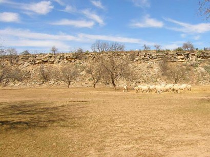 Concho County TX - Sheep by Paint Rock bluff