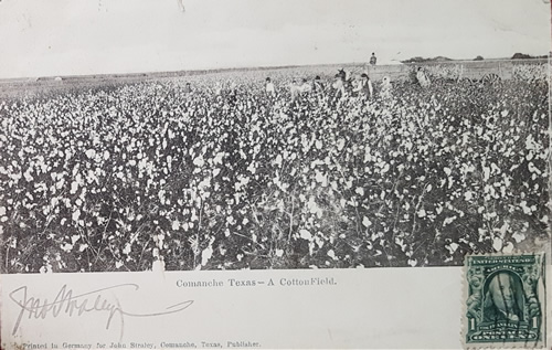 Comanchie TX - Cotton field