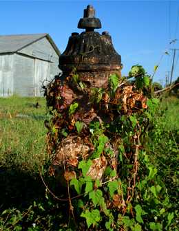 Cooper Texas fire hydrant with vine