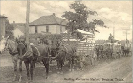 Denison TX - Hauling Cotton To Market 1907 Postcard 