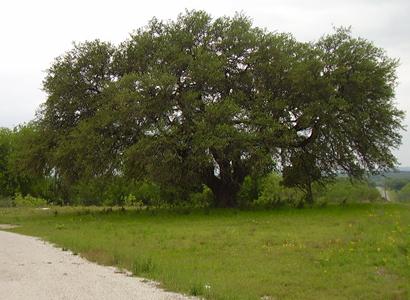 Eulogy Texas Old Oak Tree