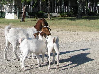 Myra TX Goats