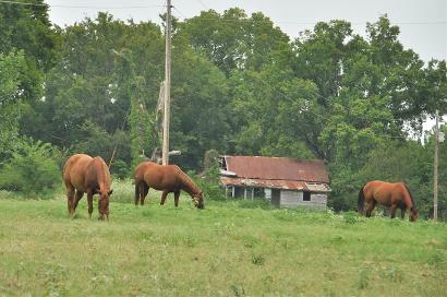 Ragtown TX Horses
