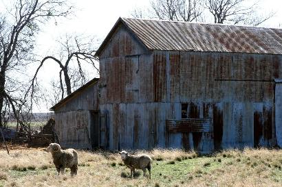 Barbarossa Texas goats and barn