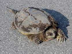 Big turtle in Texas 