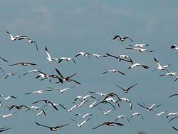 Migrating geese in Texas heading north