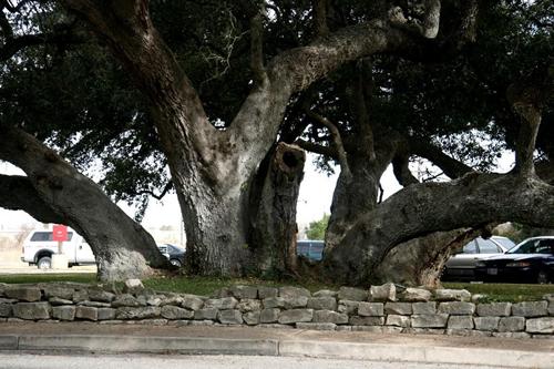 Cibolo Texas old oak tree