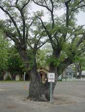 Fayettevile Texas' endangered live oak