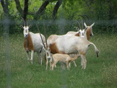 Bastrop County - Hills Prairie TX Exotic Livestock