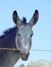 A mule