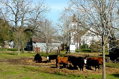Nelsonville TX - cows