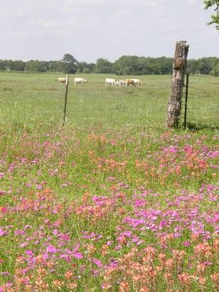 Bastrop County - Rosanky TX - Cattle and Wildflowers 