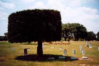 tree and tombstones in Serbin Texas