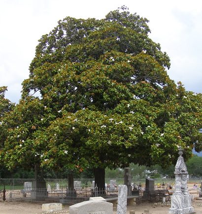 Thomaston TX Cemetery Giant Magnolia Tree
