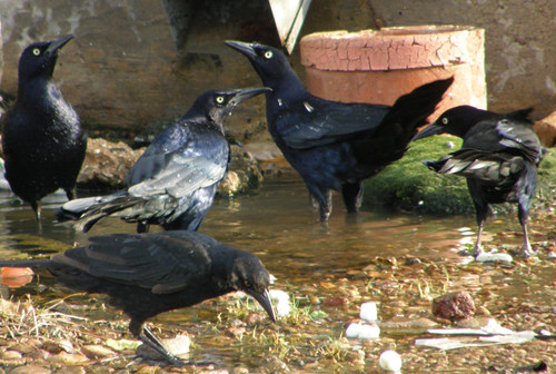 TX - Grackles on puddle