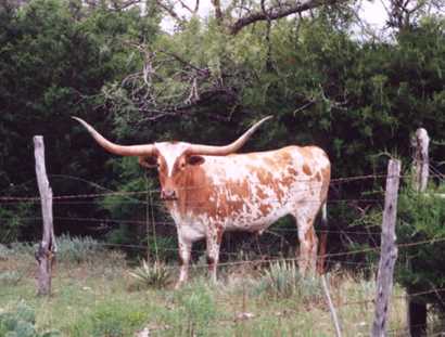 A spotted longhorn near Hamilton, Texas