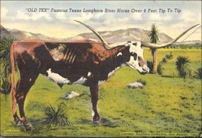 OLD TEX Famour Texas Longhorn Steer Horns Over 8 Feet Tip to Tip
