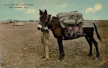 Army Mules [1898]