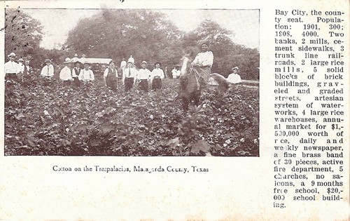 Bay City,  Madagorda County, Texas cotton scene