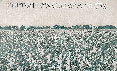 Cotton field, McCulloch County TX, 1910