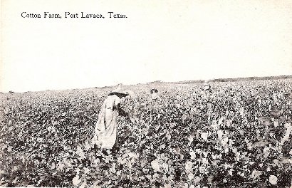 Cotton Farm - Port Lavaca, Texas, 1908 