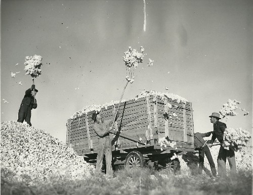 O'Donnell TX - Farmers Pitching Cotton