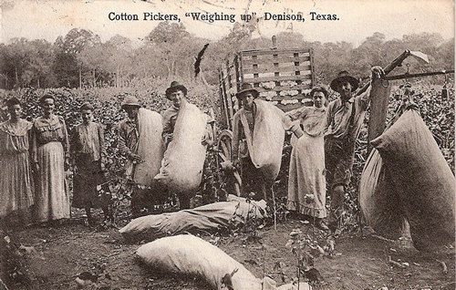 Cotton Pickers weighing cotton, Denison, Texas