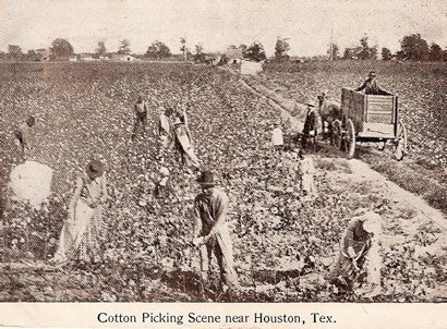 Cotton Picking Scene near Houston, Texas