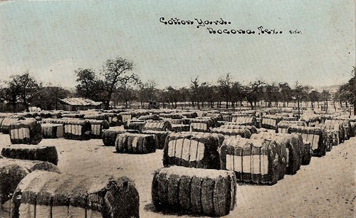 Cotton yard, Nocona, Texas