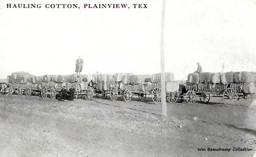 Plainview TX - Hauling Cotton 