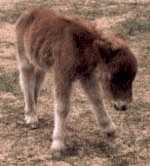 newborn minuature horse