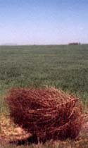 tumbleweed