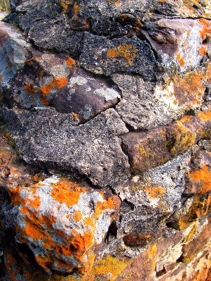 Houston County TX Rock with Lichen