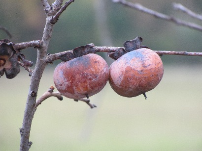 Texas Persimmons