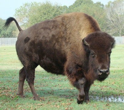 Bison And Buffalo