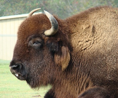Bison / Buffalo close-up, Texas
