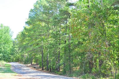 Ashland TX Piney Woods Country Road