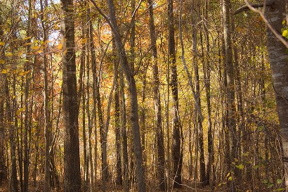 East Texas piney woods