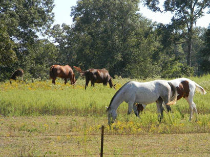 Well-tended horses in Pumpkin TX