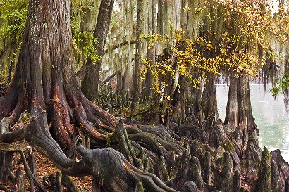 Caddo Lake Tours Tx