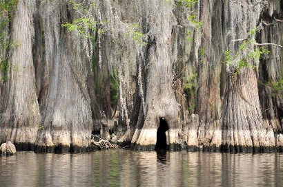 Uncertain Texas Swamps - Cypress