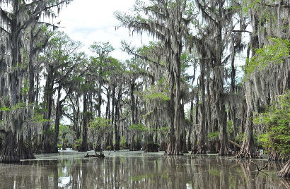 Uncertain Texas Swamps - Cypress with Spanish Moss