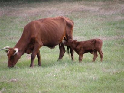 Cow and calf near Woods, Texas