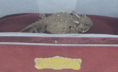 Ol' Rip, Eastland County Courthouse horned toad, Eastland TX